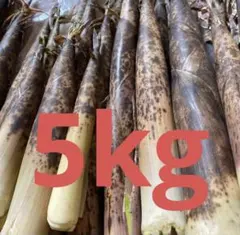 まさ様専用です。新鮮なタケノコ（真竹） 収穫したて。10kg。本日一点
