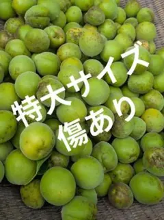 小さめ！そばかすだらけ！宮崎県産 無農薬 福じいちゃんの 青梅 箱込み