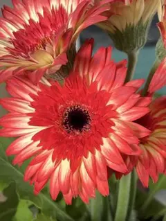 2026年最新】ガーベラの人気アイテム - メルカリ