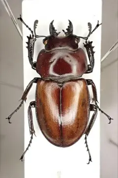 2025年最新】マルバネクワガタ 標本の人気アイテム - メルカリ