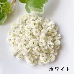 かすみ草　ドライフラワー・ホワイト50個