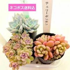 2026年最新】ぼのぼのさん苗の人気アイテム - メルカリ