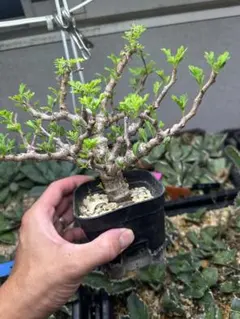 コミフォラ・エミニー (Commiphora eminii) 塊根 コーデックス - メルカリ