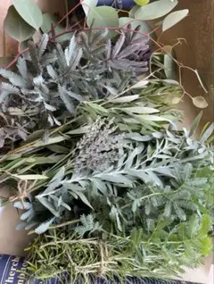 라벤더, 그로소, 올리브, 미모사, 유칼립투스, 로즈마리, 레몬그라스 6종