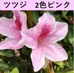 ツツジ　ツツジ苗木　 2色ピンク　１苗　　7-3のサムネイル