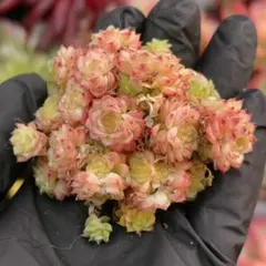 riri様 リクエスト 3点 まとめ商品