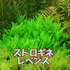 イブキ様 リクエスト 2点 まとめ商品