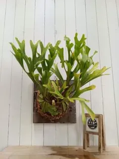 2025年最新】リドレイ ワイルドの人気アイテム - メルカリ