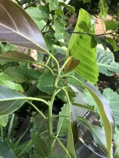 オオバイヌビワ 大葉犬枇杷 苗 観葉植物 花卉/園芸グリーン 沖縄樹木