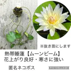 Kohaku.ஐ様 リクエスト 2点 まとめ商品