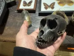 2026年最新】猿 頭蓋骨の人気アイテム - メルカリ