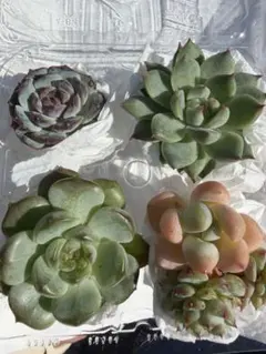 多肉植物 寄せ植えセット カット苗・抜き苗 （韓国苗）
