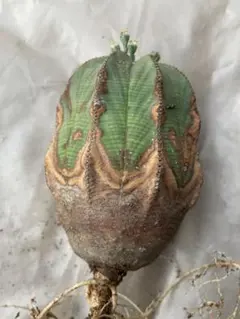 オベサ 木質化 鉢3号サイズ - メルカリ