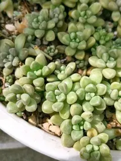 多肉植物　セダム　だるま姫秋麗　10カット