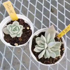 2026年最新】優木園の人気アイテム - メルカリ