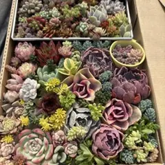 ② 多肉植物カット苗詰め合わせ　セダム寄せ植えセット