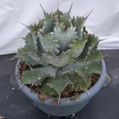 アガベ ポタトラム spawn ハイブリッド ジェレミー agave スポーン