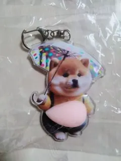 新品・未使用　お腹シール　柴犬 アクリルキーホルダー ぷにぷに　傘