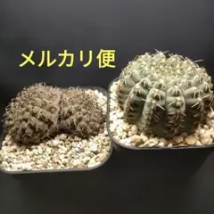 kazu様 リクエスト 2点 まとめ商品