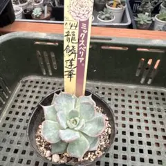 値下げ！ミックスベリア 龍鱗蓮華 おらいさん苗札付き 多肉植物