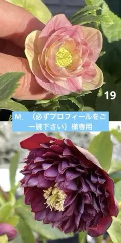 2026年最新】クリスマスローズ クレオパトラの人気アイテム
