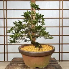 【皐月(さつき)】 \