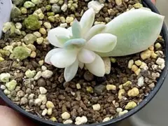 【サービス品@880】モンロー錦(覆輪斑) エケベリア モンロー錦 Echeveria 'Monroe Variegated'｜多肉