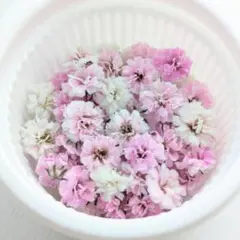 かすみ草ドライフラワーピンク色