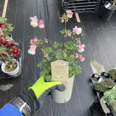 syu.s様 リクエスト 4点 まとめ商品