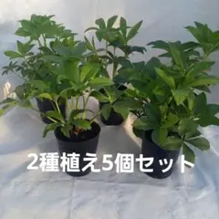 来季用⭐クリスマスローズ5個セット