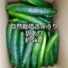 訳ありきゅうり　自然栽培　約5kgのサムネイル