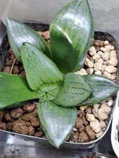 翠冠玉 綴化／石化 Lophophora diffusa f. cristata - メルカリ