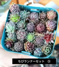 センペルビウム　ちびランナーセット　⑤