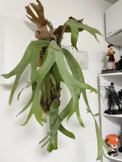 ビカクシダ Platycerium S S Foo. Wild板付 ビカクシダ Platycerium S S Foo. Wild板付 - メルカリ