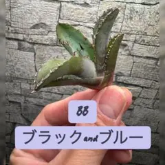 ハローy's様 リクエスト 2点 まとめ商品