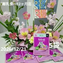 칼칸 참치 젤리 칼칸 키튼 이유식 칼칸 참치
