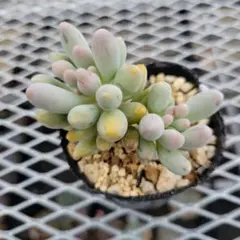 きちくら様 リクエスト 10点 まとめ商品