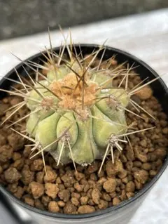 黒王丸 自根 自家繁殖苗 サボテン 多肉植物 - メルカリ