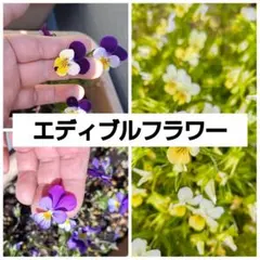 hana様 リクエスト 3点 まとめ商品