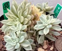 多肉植物 女雛錦 エケベリア 3株セット - メルカリ