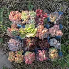 エケベリア 韓国苗 16苗セット 多頭苗 多肉植物 詰め合わせ 根付き