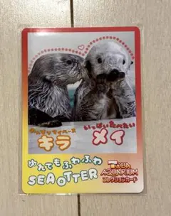 鳥羽水族館 とばすいコレカ コレクションカード キラちゃん メイちゃん