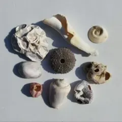 天然貝殻9個セット まとめ売り ハンドメイド素材 工作　Shell【333】