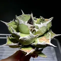 2025年最新】オアハカ 子株の人気アイテム - メルカリ