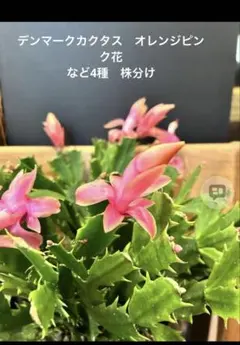 myumyu様専用 デンマークカクタス　オレンジピンク花 など4種　株分け　4本