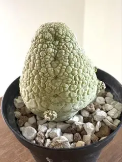 現地株 プセウドリトス・ドドソニアヌス 検索ガガイモ 現地株 プセウドリトス・ドドソニアヌス 検索ガガイモ 現地株