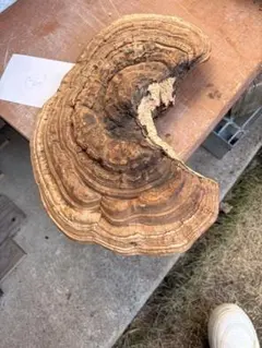 Item thumbnail for item c76b1788-f613-40e9-90d1-0b8d832cd3a2