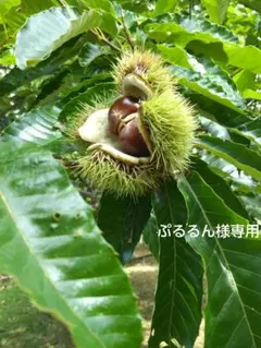 ぷるるんさま専用コットンこばやし A 4対応トート16cm Fポーチセット猫柄