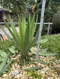 ユッカグロリオサ 極上株（鉢植え4年もの) - メルカリ