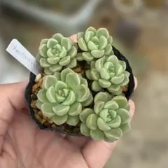 多肉植物 メキシコミニマ×スプリングワンダー 抜き苗のサムネイル